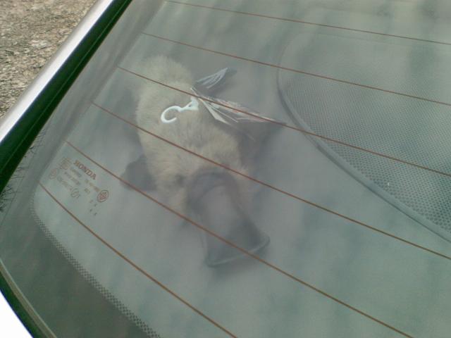 Kamarát z Austrálie